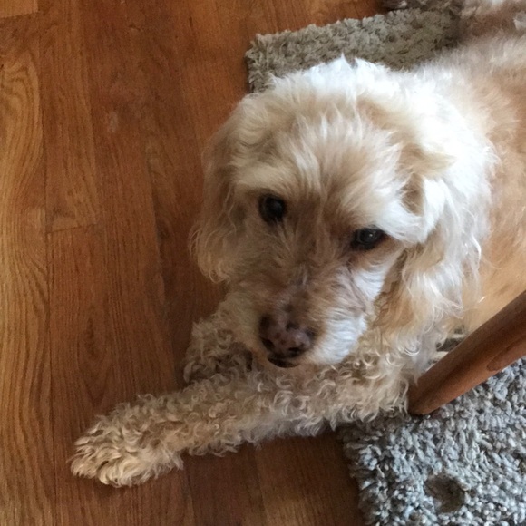 Meet your Posher, Carol - Picture 1 of 1